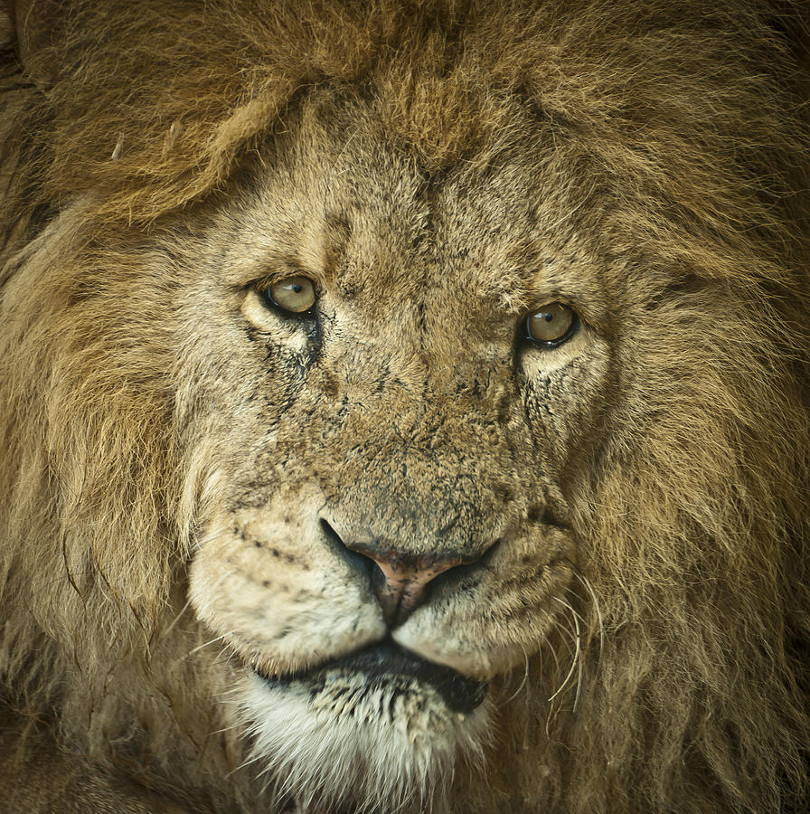 Lion King Photograph by Chris Boulton
