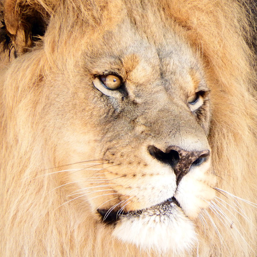 Lion King Photograph by David G Paul
