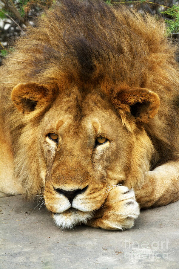 Lion King Emeritus Photograph by Chris Scroggins
