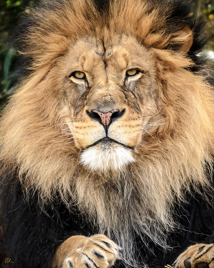Lion King by Pat Scanlon Lion King by Pat Scanlon