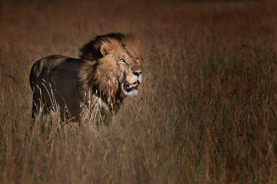 Wildlife Photograph - Lion King by Phillip Chang