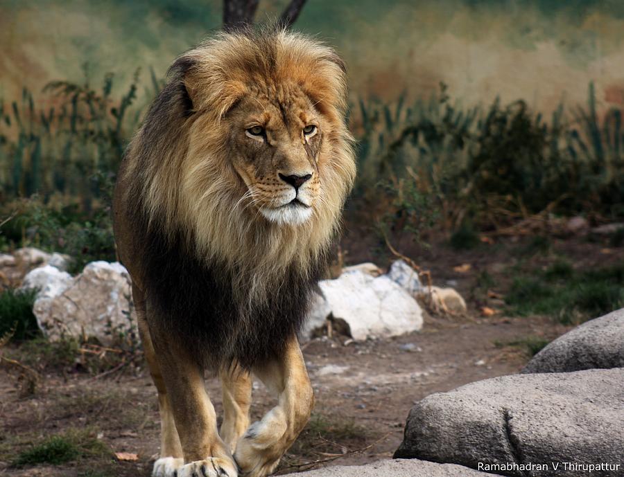 Lion King Photograph by Ramabhadran Thirupattur
