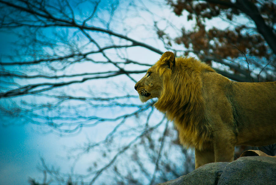 Lion King Photograph by Sara Frank