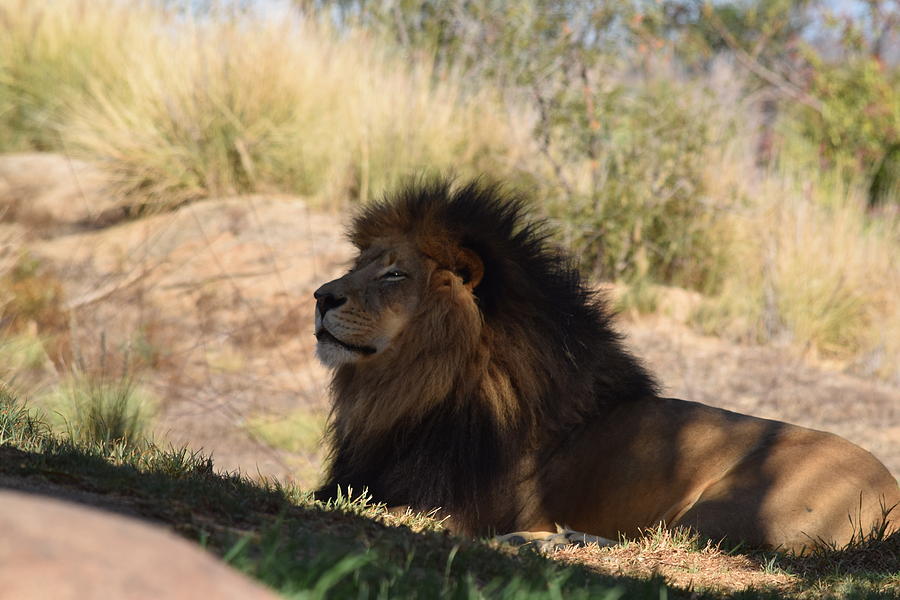 Lion King Photograph