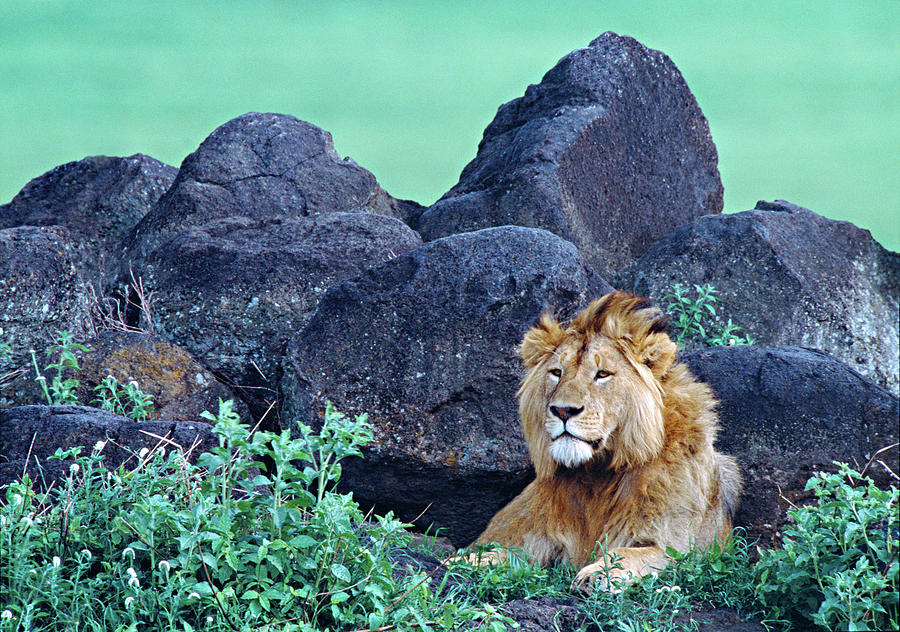 Lion King Tanzania Africa Photograph by Animal Images - Fine Art America