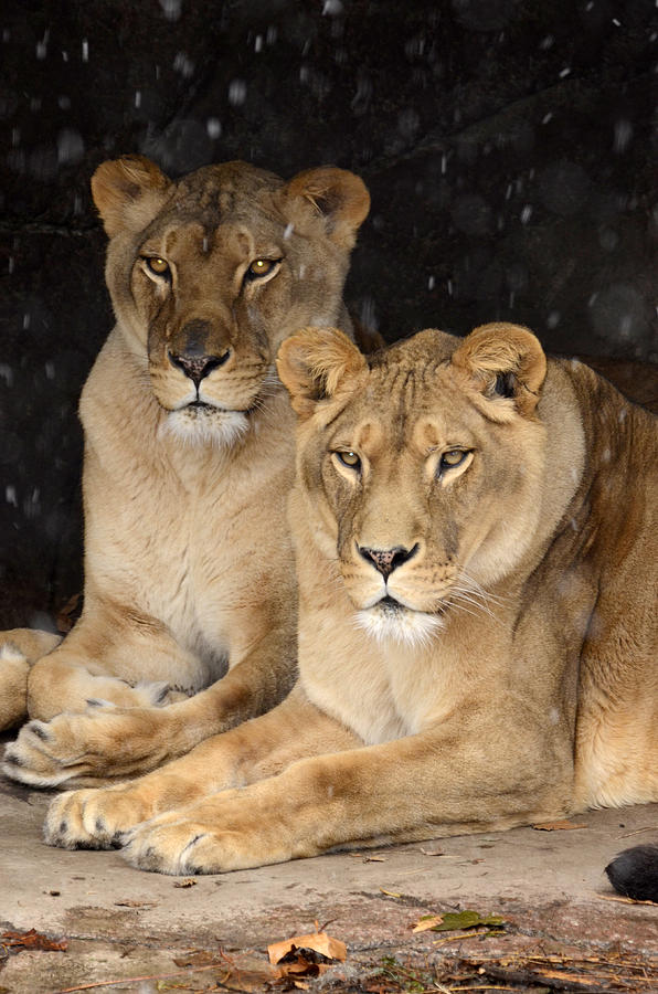 Lion Ladies Photograph by Ann Bridges