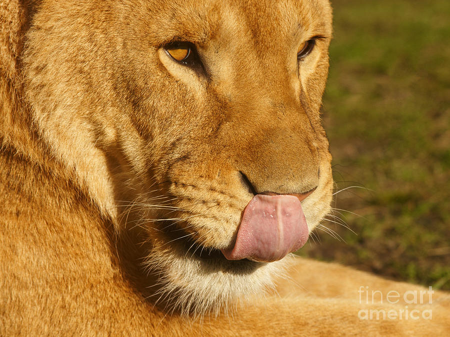 Lion licking her nose Photograph by Nick  Biemans
