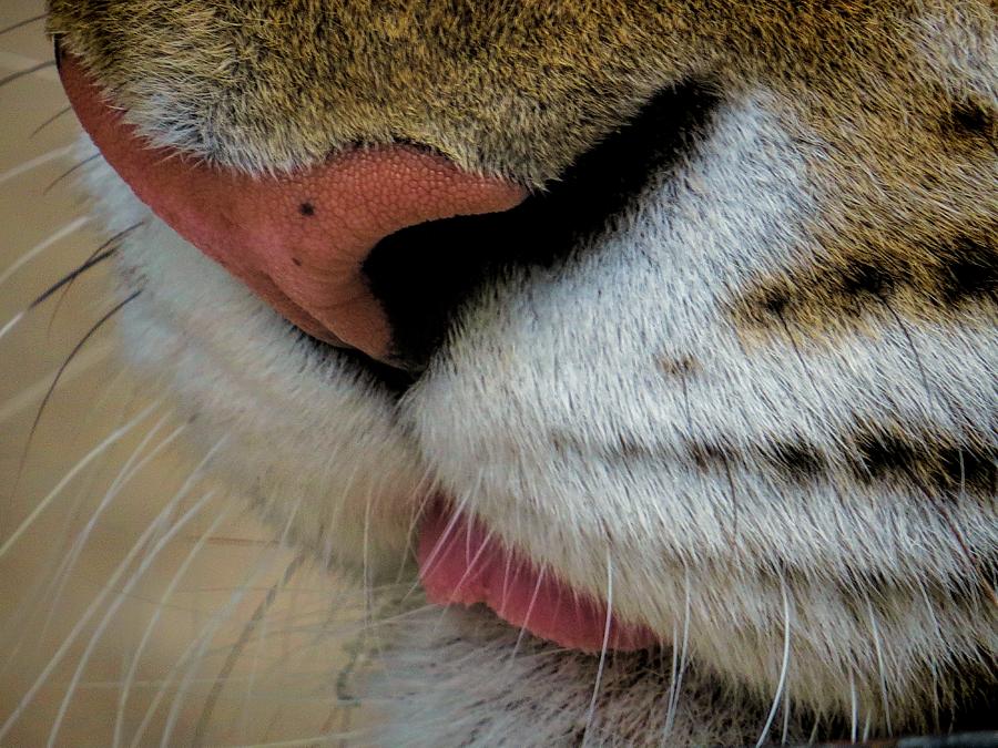 Lion Photograph - Lion Lips by Devina Browning