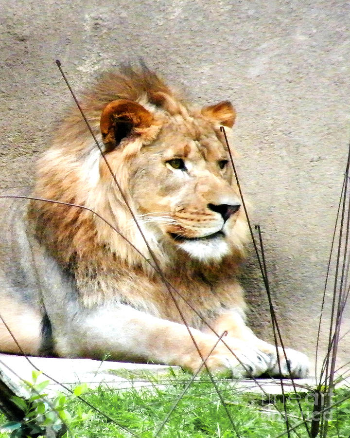 Lion Photograph by Lizi Beard-Ward