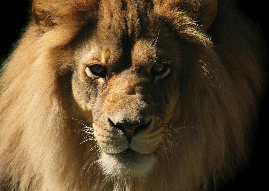 Lion Looking at Camera, Close-up Head and Shoulder Animal Portrait Photograph by YinYang