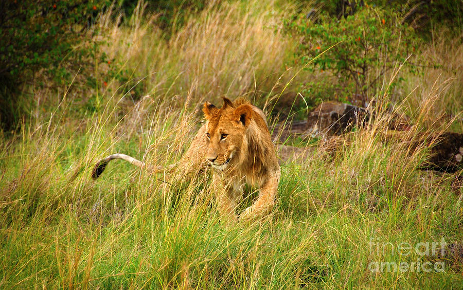 Lion Masai Mara Photograph by Charuhas Images