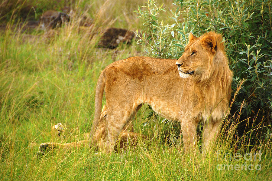 Lion Masai Mara Kenya Photograph by Charuhas Images