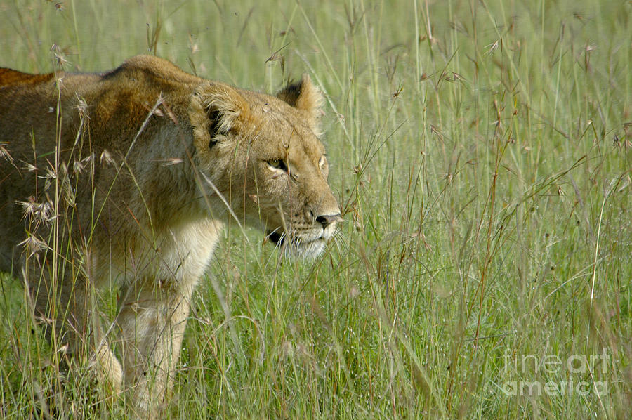 lion Masai Mara Kenya Photograph by Gilad Flesch