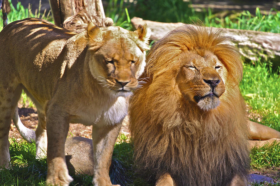 Lion Mates Photograph by SC Heffner