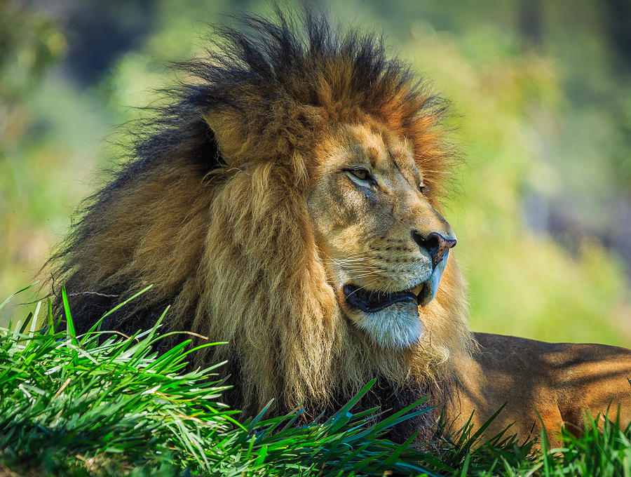 Lion Photograph by Matthew Onheiber