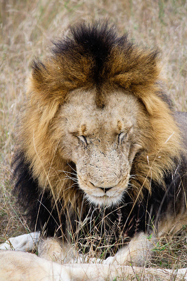 Lion Meditation Photograph by Christy Cox
