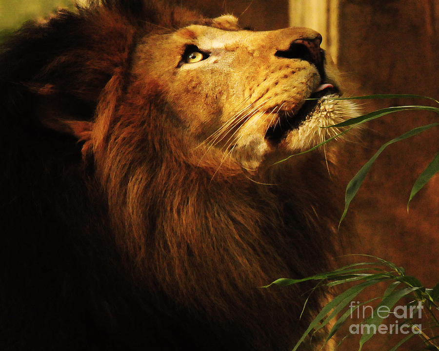 The Lion Of Judah Photograph by Olivia Hardwicke