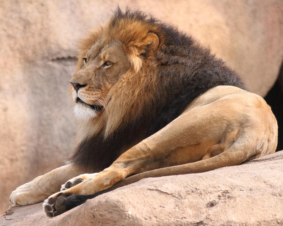 Lion on a Rock Photograph by Coby Cooper