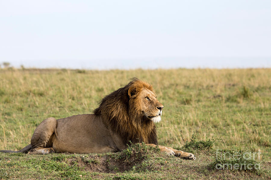 Lion On Plains Of Maasai Mara, Kenya Photograph by Greg Dimijian