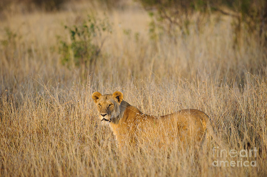 Lion On The Hunt Photograph by John Shaw