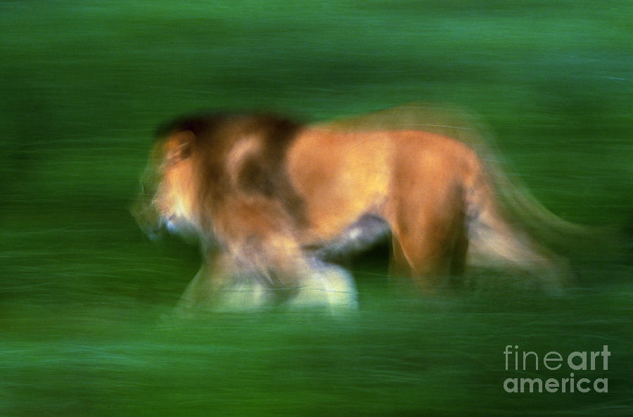 Lion On The Move Photograph by Art Wolfe