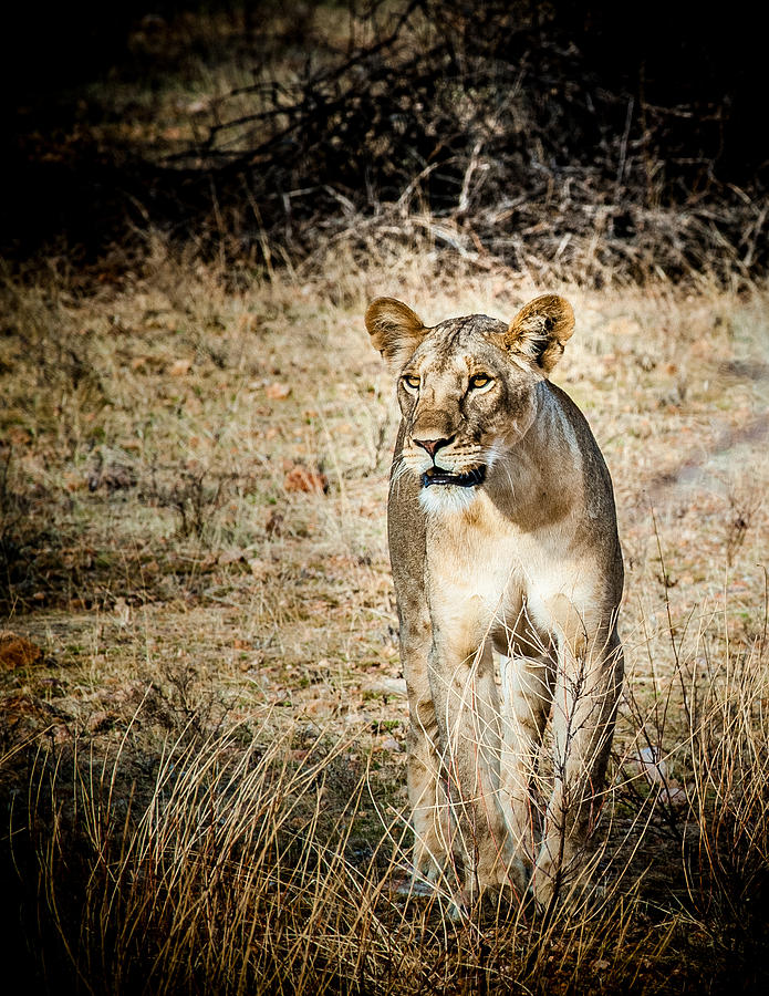 Lion on the Prowl Photograph by Jim DeLillo