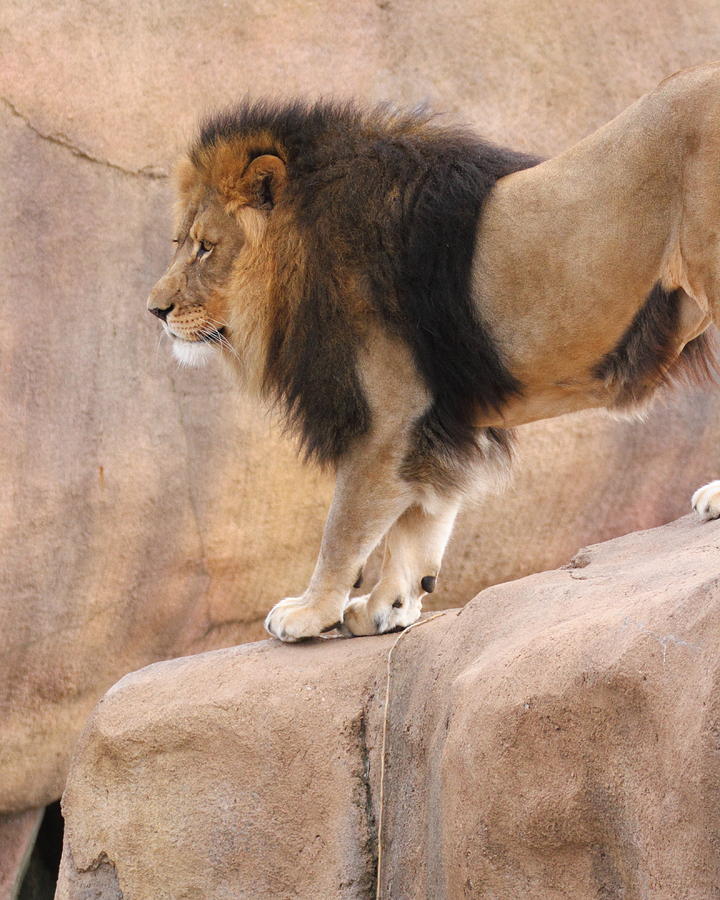Lion on the Rocks Photograph by Coby Cooper