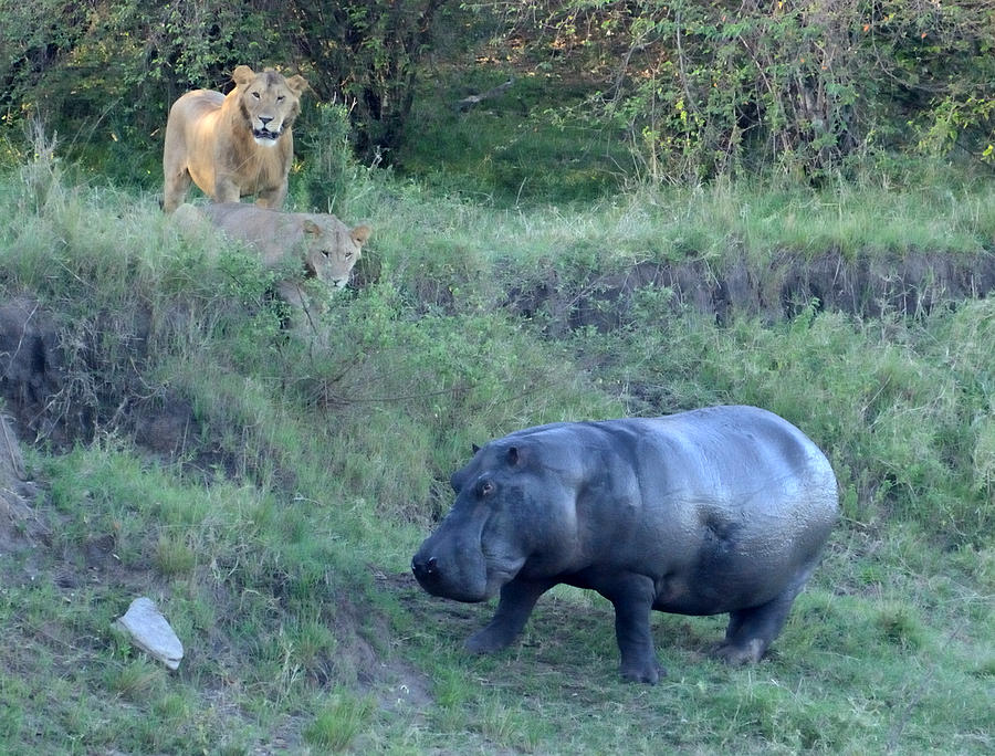  Pair of Lions Stalking Hippo Photograph by Tom Wurl