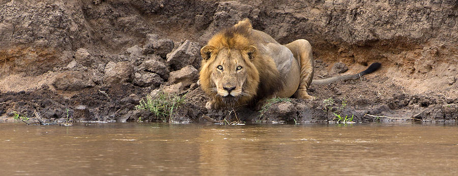 Lion Pano Photograph by Max Waugh