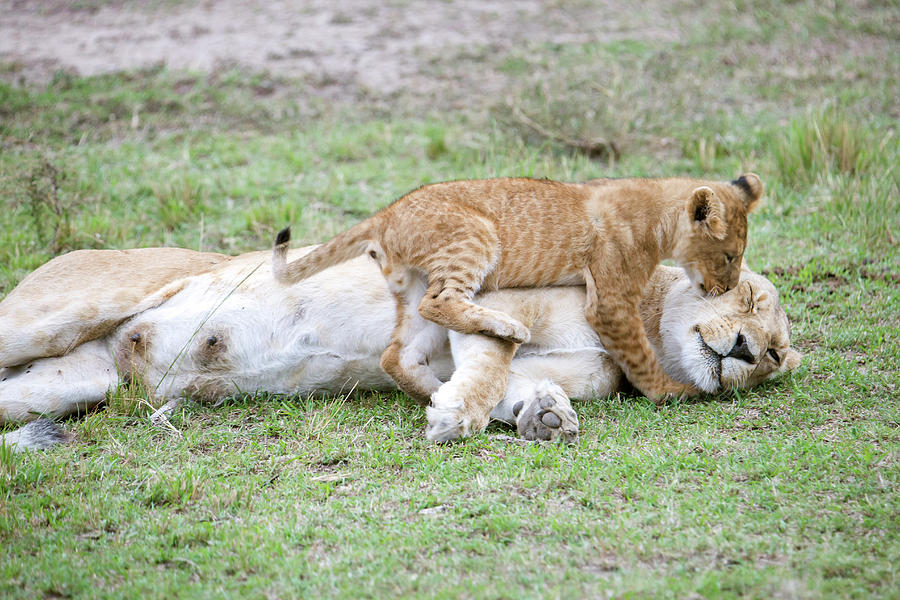 Lion Panthera Leo Cub Playing Photograph by Julia Cumes - Fine Art America