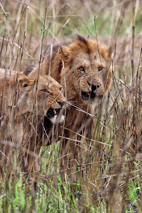 Nature Photograph - Lion Panthera Leo Democratic Republic by David Santiago Garcia
