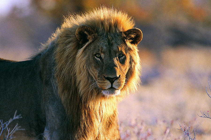Lion (Panthera leo) Photograph by Jeremy Woodhouse