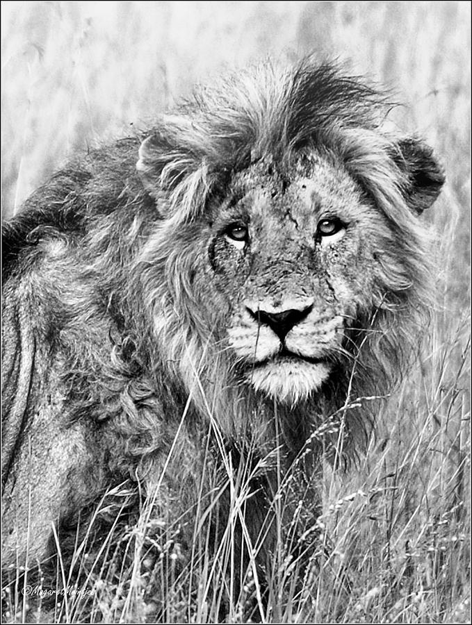 LION - Panthera leo Photograph by Judith Meintjes | Fine Art America