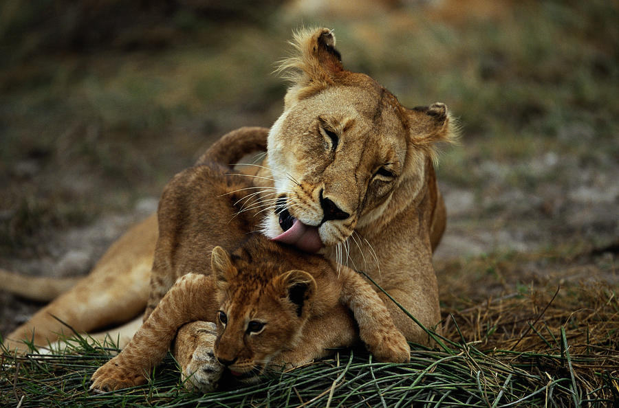 Lion (Panthera leo) mother licking cub Photograph by Manoj Shah