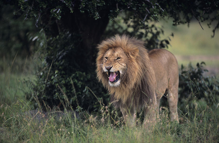 Lion (Panthera leo) snarling, Masai Mara National Reserve, Kenya Photograph by Anup Shah