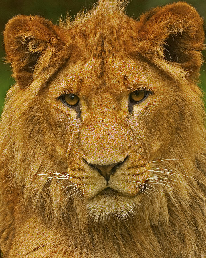 Lion Photograph by Paul Scoullar