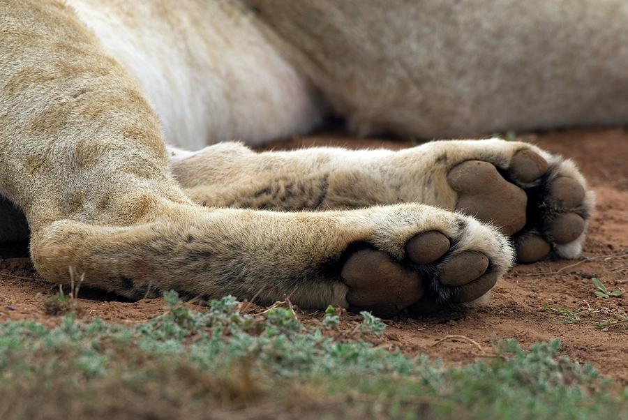 Lion Paws Photograph by Peter Chadwick/science Photo Library