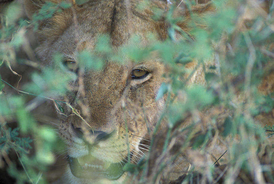 Animal Photograph - Lion Peers From A Bush, Kenya by Robert Caputo