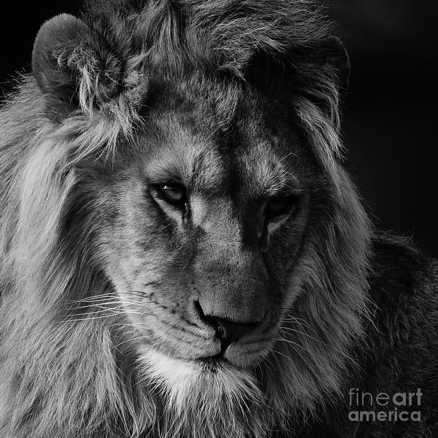 Lion Portrait In Black And White