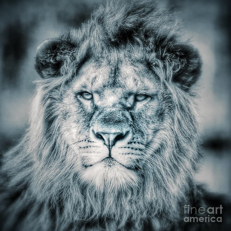 Lion Portrait In Monochrome II Photograph