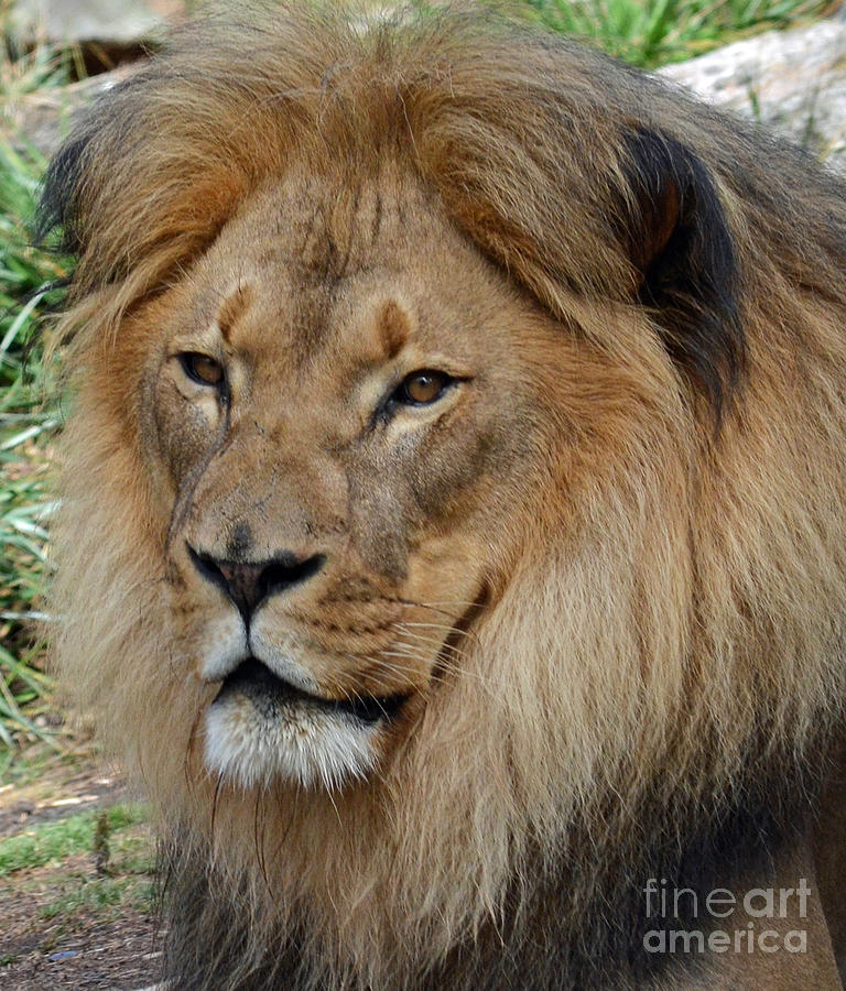 Lion Portrait  Photograph by Jim Fitzpatrick