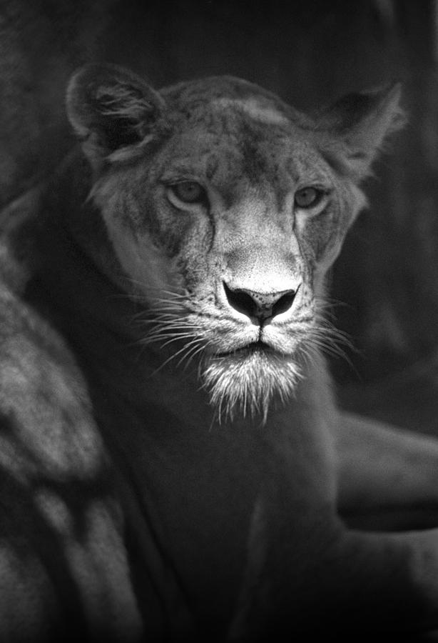 Lion Portrait Photograph by Randall Nyhof - Fine Art America