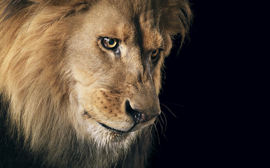 Lion portrait Photograph by Tim Flach