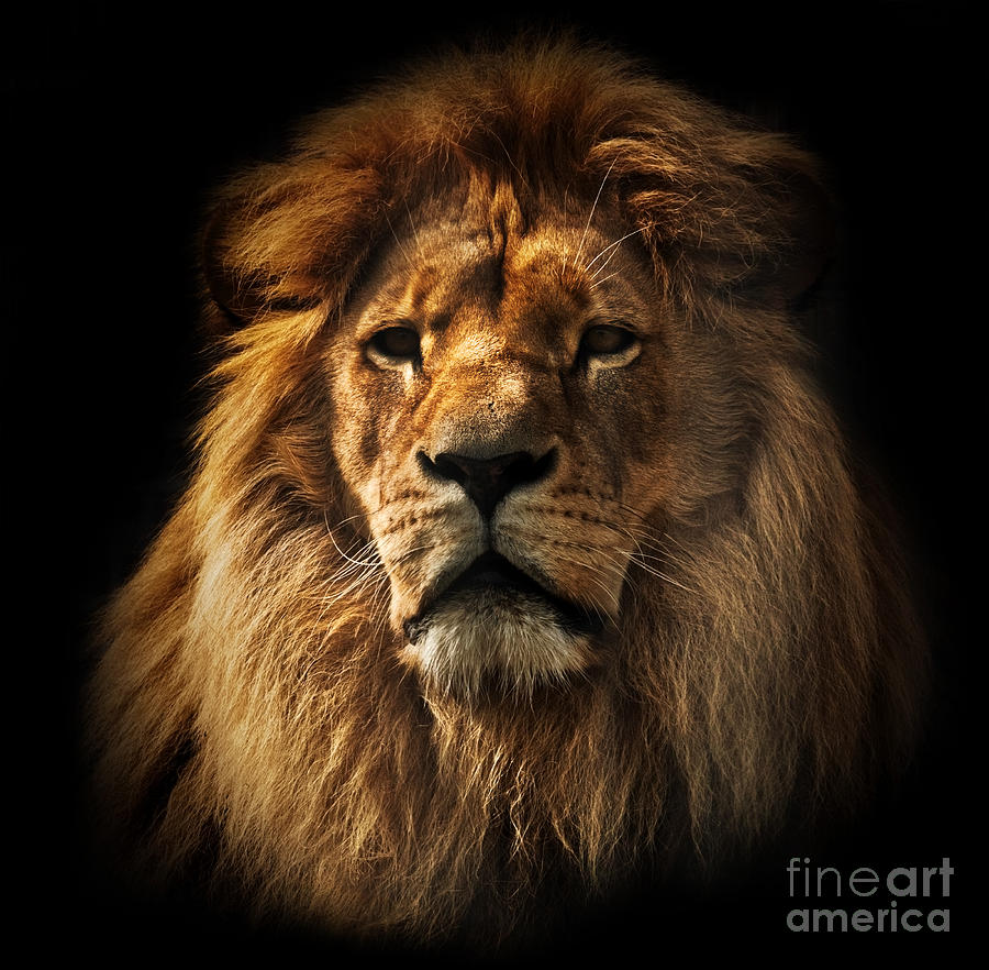 Lion portrait with rich mane on black Photograph by Michal Bednarek