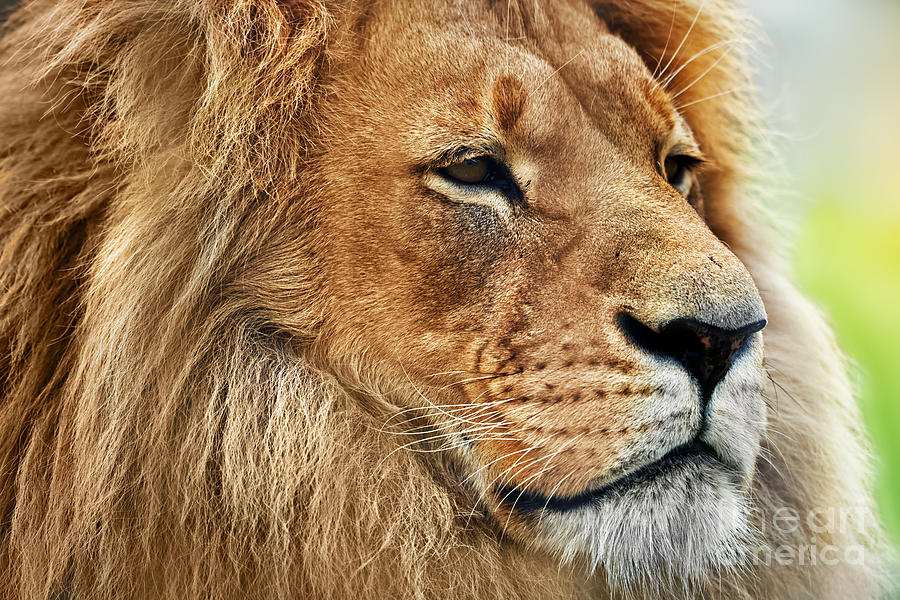 Lion portrait with rich mane on savanna Photograph by Michal Bednarek