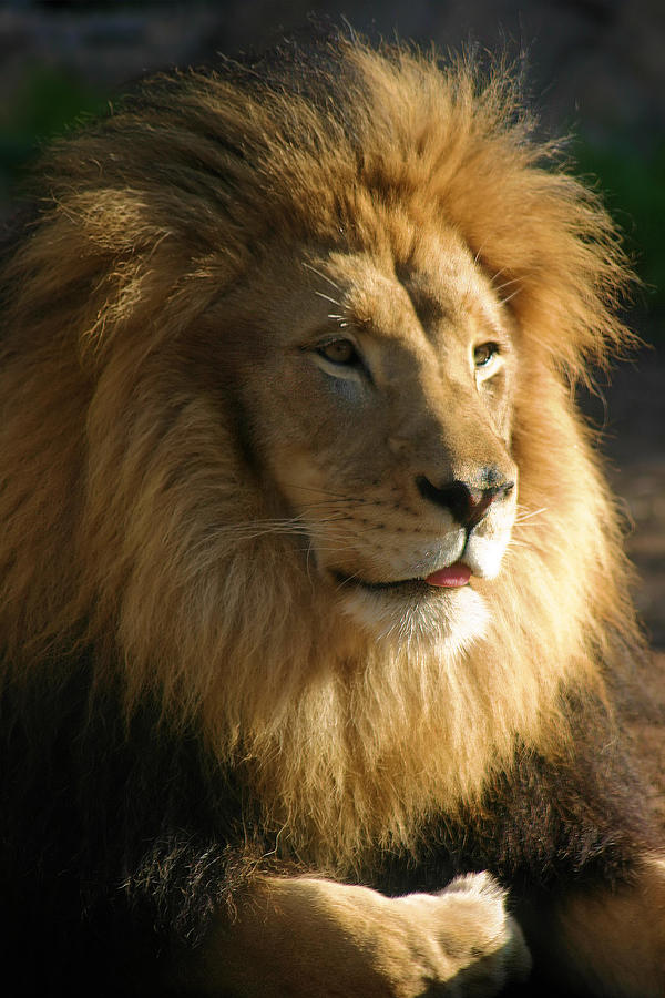 Lion Pose Photograph by Jane Girardot