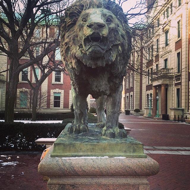 Lion Photograph - #lion #pride #columbia #university #cu by Christian Weiss