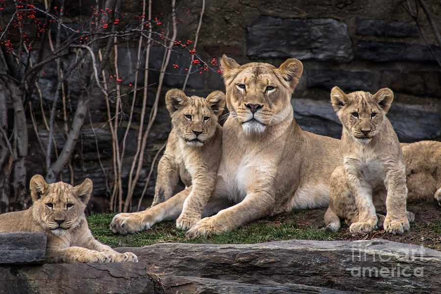 Lion Pride Photograph