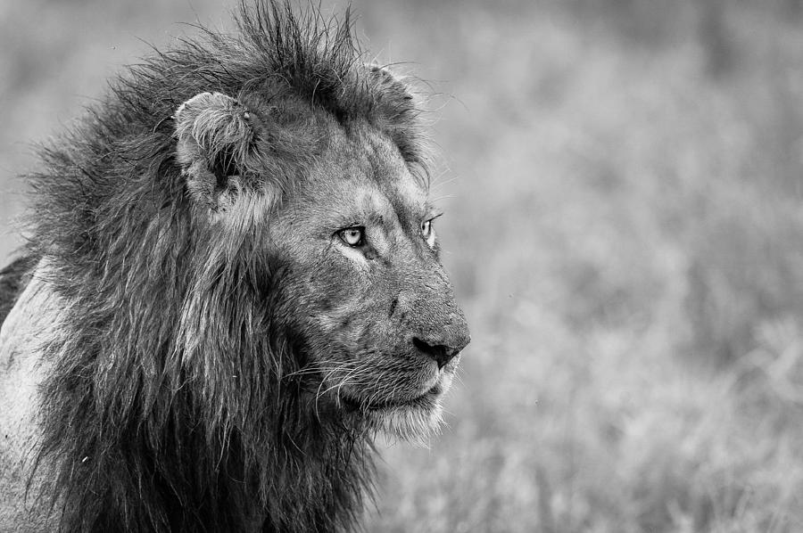 Lion Profile Black And White by Andrew Chislett