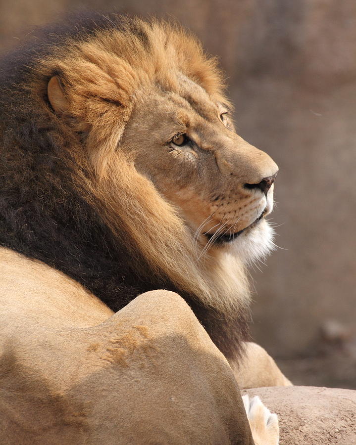 Lion Profile Photograph by Coby Cooper